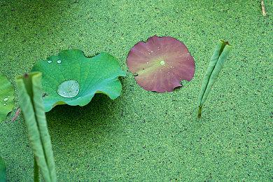 《博德之门3》莱埃泽尔配音演员盛赞拉瑞安急流勇退